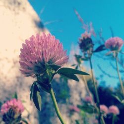 Close-up of purple flowers