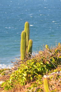 Close-up of succulent plant in sea