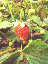 Close-up of red fruit