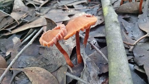 High angle view of fishes in fish tank