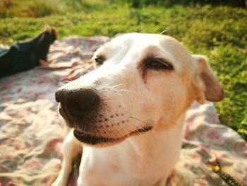 Close-up of dog