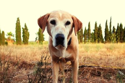 Close-up portrait of dog on field
