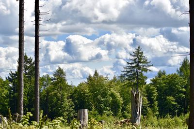 Panoramic view of trees in forest against sky