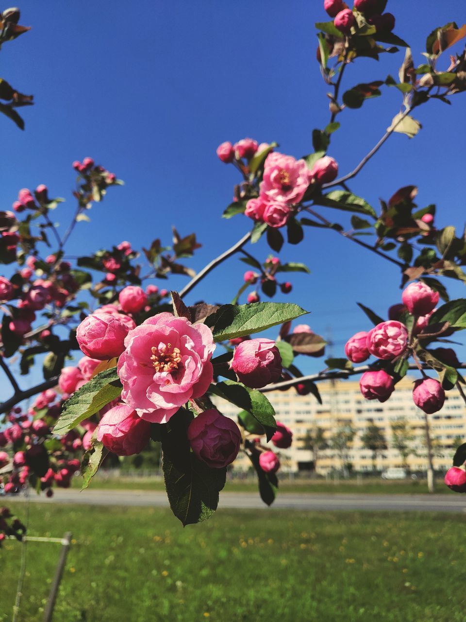 Nature In The City Nature Flower Head Flower Clear Sky Tree Pink Color Fruit Blue Blossom Sky Close-up Botany Plant Life In Bloom Fruit Tree Blooming