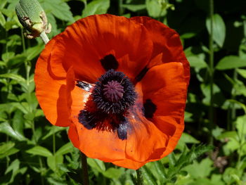 Close-up of orange poppy blooming outdoors