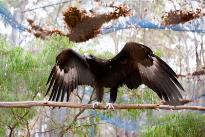 Black eagle flying over a tree