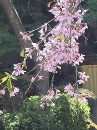 Pink flowers growing on tree