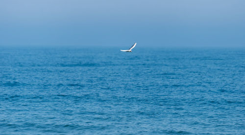 A landscape of a beautiful, blue and calm sea with a flying lonely seagull on a summer morning.