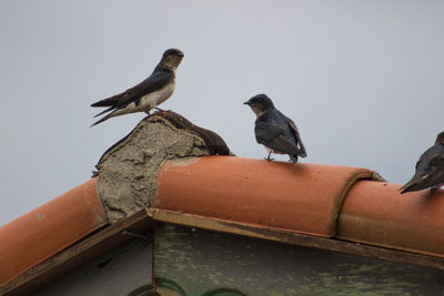 Extreme close-up of birds perching on roof