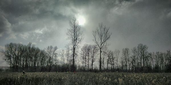 Trees against sky during sunset