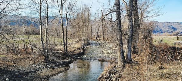 Bare tree in front of river in forest