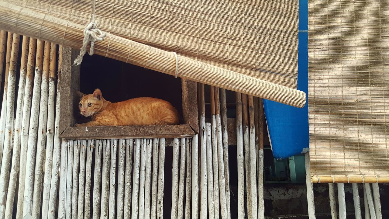 wood - material, one animal, animal themes, wooden, domestic animals, pets, blue, built structure, mammal, wood, no people, close-up, wall - building feature, architecture, house, day, domestic cat, brown, window, outdoors