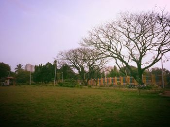 Bare trees on grassy field