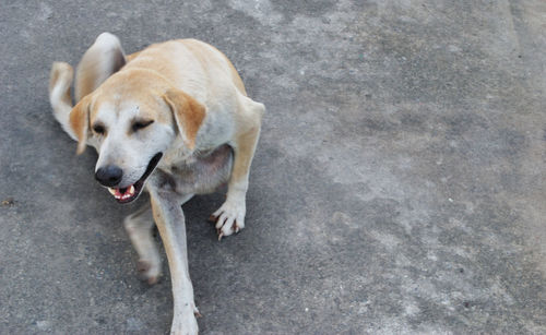 High angle view of dog resting on street