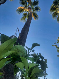 Low angle view of coconut palm tree against clear blue sky