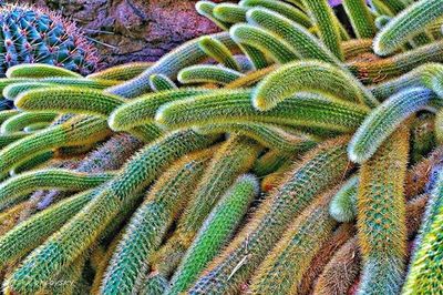 Full frame shot of plant