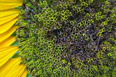 Close-up of yellow flower