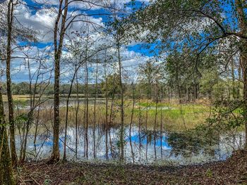 Scenic view of lake in forest