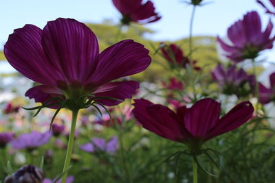 Close-up of pink flowering plants