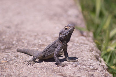 Close-up of lizard on rock