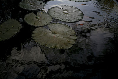 High angle view of lily pads in lake