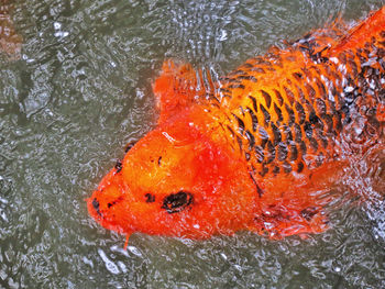 High angle view of fish swimming in lake