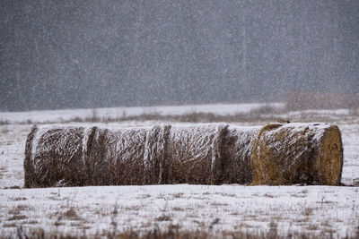 Hay bales on snow covered land