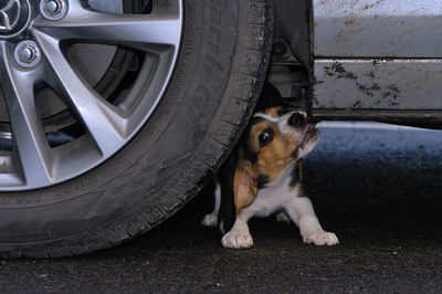 Close-up of beagle puppy below the wheels of a car 