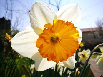 Close-up of flower against blurred background