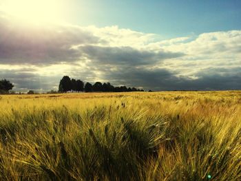 Scenic view of field against sky