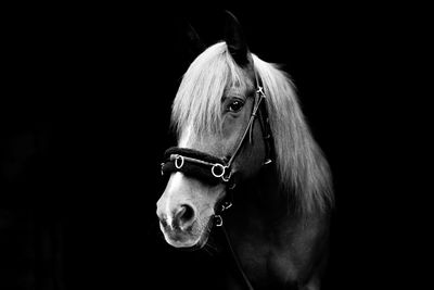 Close-up of horse against black background