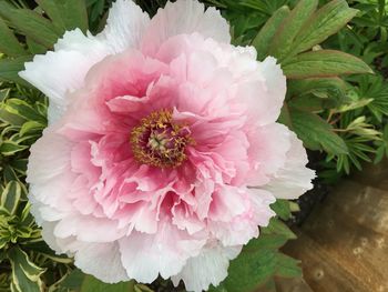 Close-up of pink flower