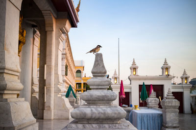 Bird with food in the mouth at buddhist temple area in the evening