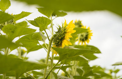 Close-up of yellow flowering plant