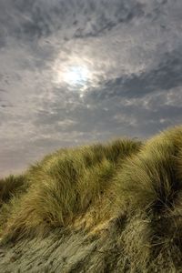 Close-up of grass against sky