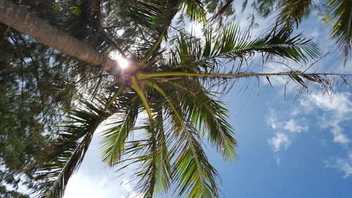 Sun shining through trees