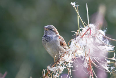 Close-up of bird perching on a tree