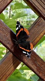 Close-up of butterfly on leaf