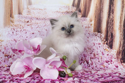 High angle view of cat on pink flower