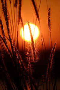 Close-up of silhouette plants against sky during sunset