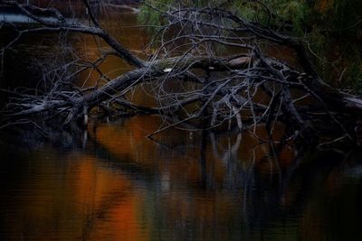 Bare tree by lake