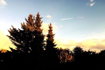 Low angle view of trees against sky at sunset