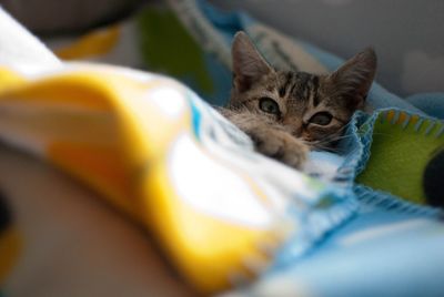 Close-up portrait of cat on bed