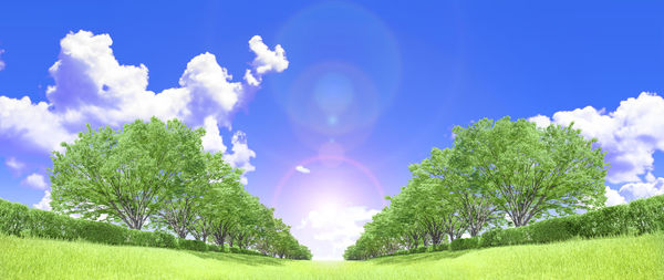 Low angle view of trees against sky