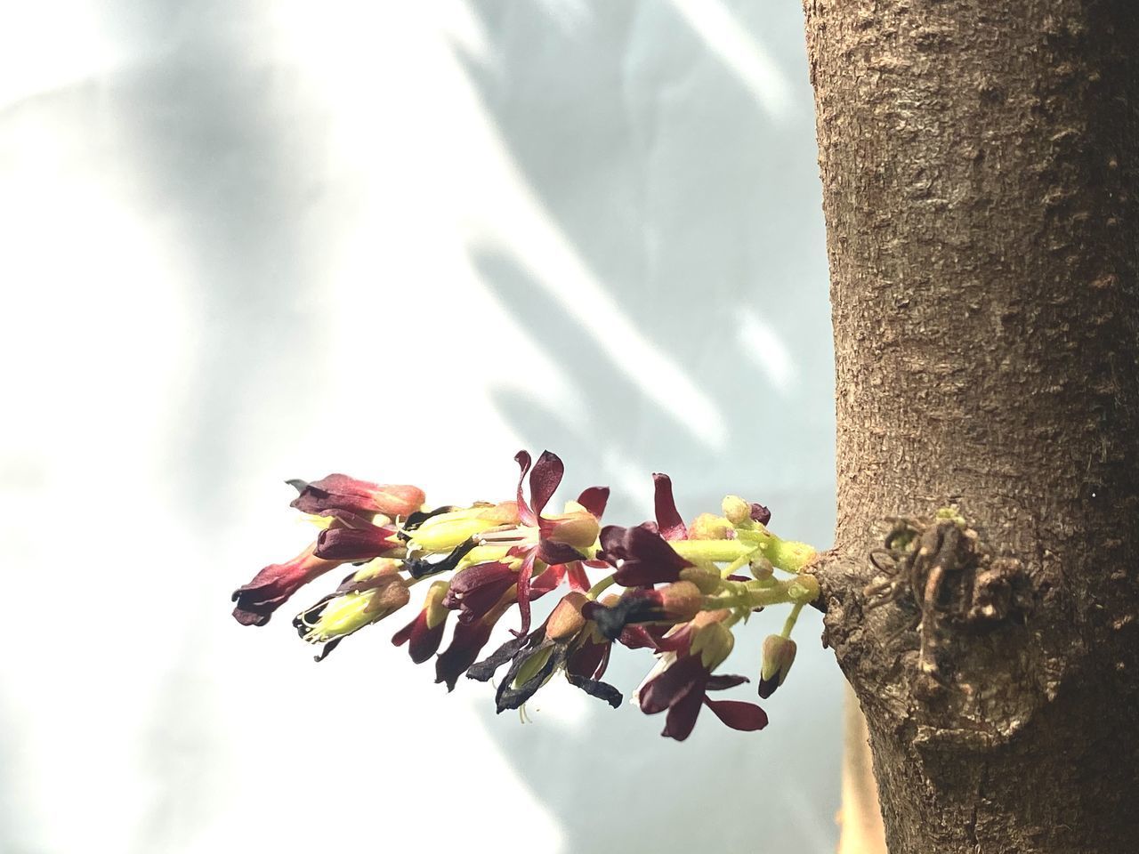 CLOSE-UP OF FRESH CHERRY BLOSSOM FLOWER TREE