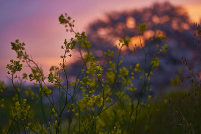 Close-up of flowers on field