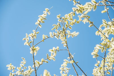 Low angle view of flower tree against blue sky