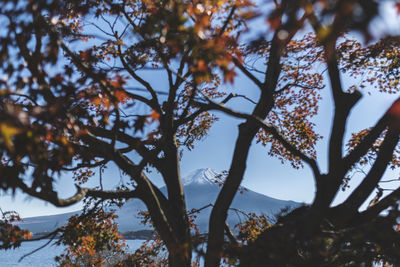 Low angle view of trees against sky during autumn