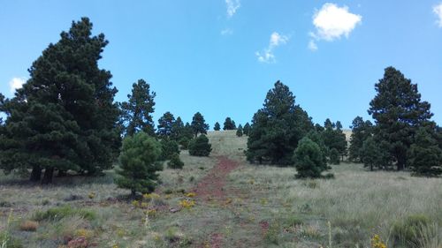 Scenic view of trees against sky