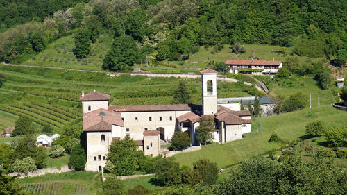 Houses by trees on hill